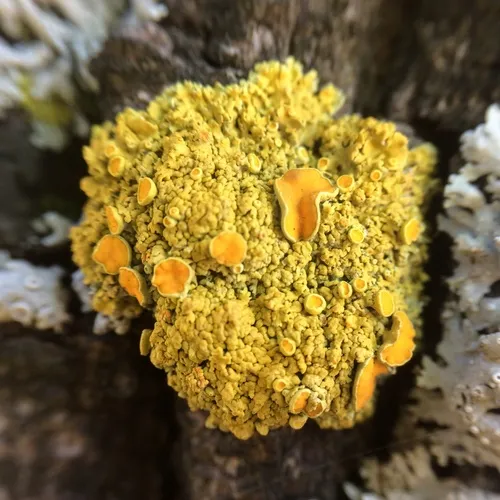 Poplar Sunburst Lichen