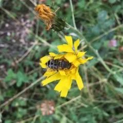 Dusky Drone Fly thumbnail 2