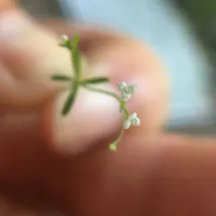 three-petal bedstraw thumbnail 2