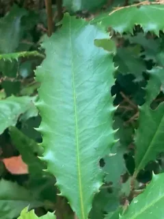 Chinese Photinia thumbnail 1