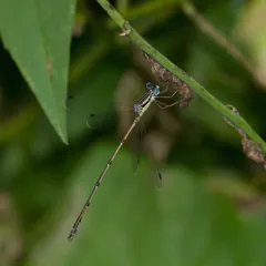 Slender Spreadwing thumbnail 3