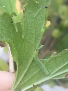 Small Gooseberry Sawyer thumbnail 2