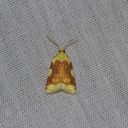 Aproned Cenopis Moth