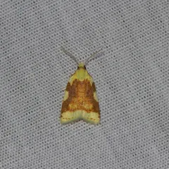 Aproned Cenopis Moth thumbnail 1