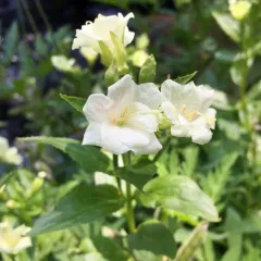 yellow willowherb thumbnail 2
