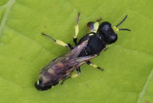 Crabro tenuiglossa