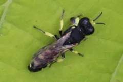 Crabro tenuiglossa thumbnail 1