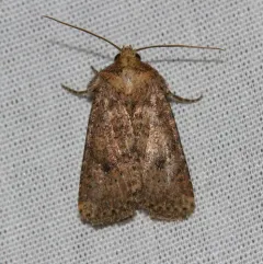 Northern Scurfy Quaker thumbnail 2
