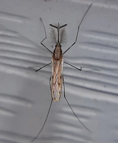 Anopheles earlei