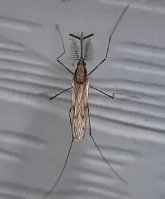 Anopheles earlei thumbnail 1