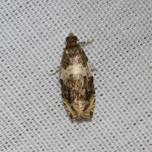 Banded Olethreutes Moth