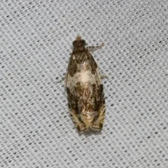 Banded Olethreutes Moth thumbnail 1
