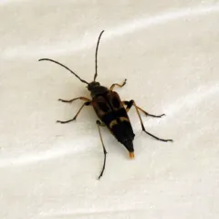 Etorofus obliteratus thumbnail 2