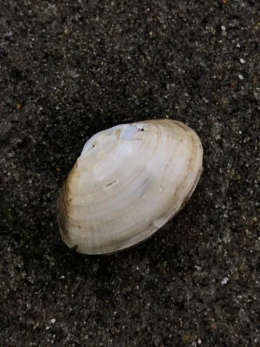California Softshell