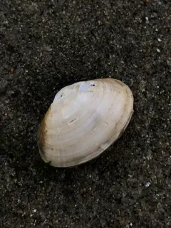 California Softshell thumbnail 1