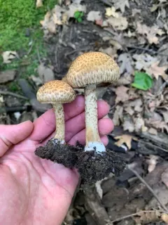 Lacrymaria echiniceps thumbnail 1
