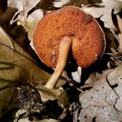 Peppery Bolete thumbnail 2