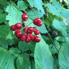 red baneberry thumbnail 3