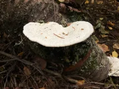 white maze polypore thumbnail 4