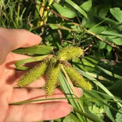 bristly sedge thumbnail 4