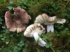 Russula occidentalis thumbnail 4