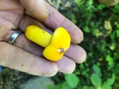 Russula flavida thumbnail 4