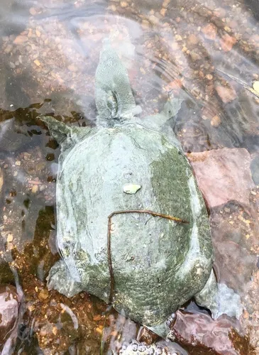 Chinese Softshell Turtle