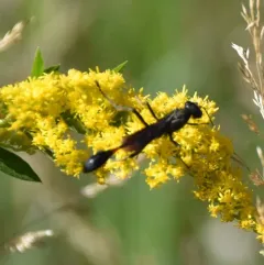 Ammophila nigricans thumbnail 1