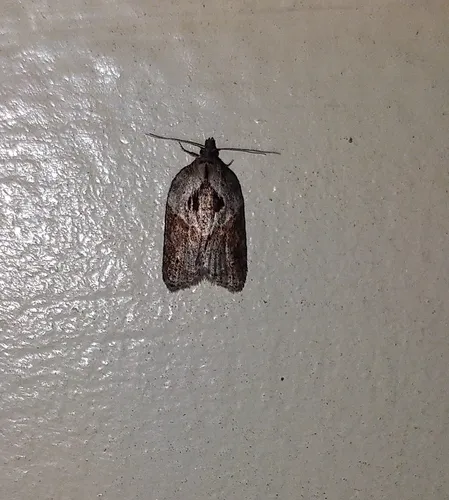 Robinson's Acleris Moth
