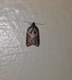 Robinson's Acleris Moth thumbnail 1