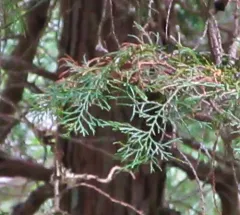 Atlantic white cedar thumbnail 2
