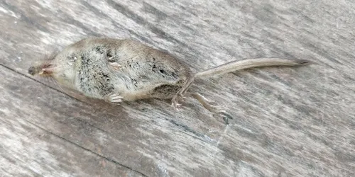 Hayden's Shrew