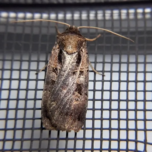 Pink-spotted Dart