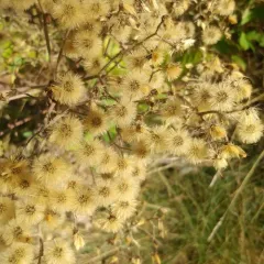 rough hawkweed thumbnail 1