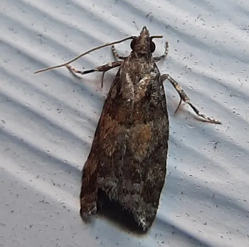 Red-striped Needleworm Moth
