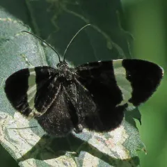 White-striped Black thumbnail 3