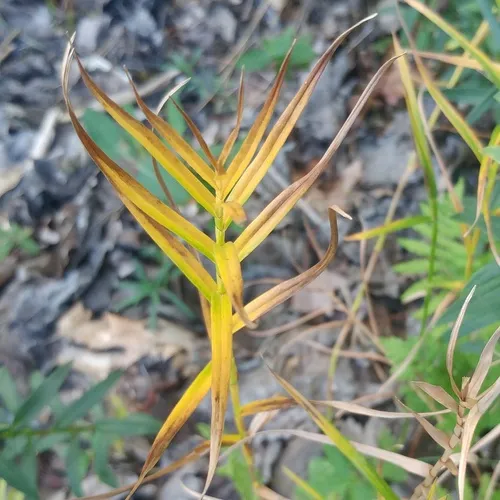 Three-way Sedge