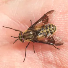 Chrysops furcatus thumbnail 4