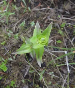 Closed Gentian thumbnail 1