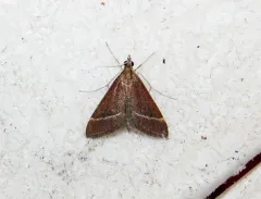Lethal Pyrausta thumbnail 2