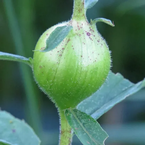 Goldenrod Gall Fly
