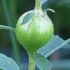 Goldenrod Gall Fly thumbnail 1