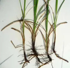 Mead's Sedge thumbnail 2