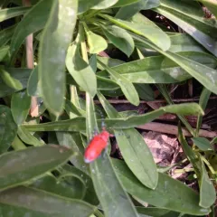 Red-femured Milkweed Borer thumbnail 1