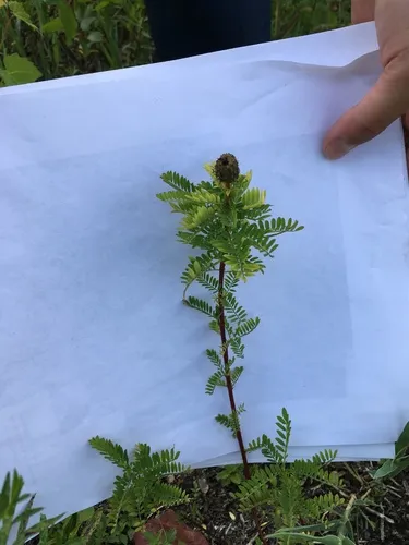 leafy prairie clover