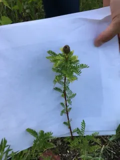 leafy prairie clover thumbnail 1