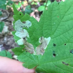 maple leafblotch miner thumbnail 3
