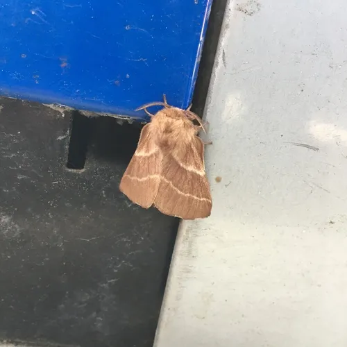 Eastern Tent Caterpillar Moth
