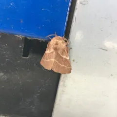 Eastern Tent Caterpillar Moth thumbnail 1