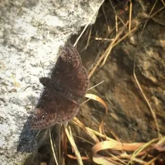 Wild Indigo Duskywing thumbnail 2
